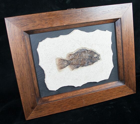 Framed Priscacara Fossil Fish - #8792